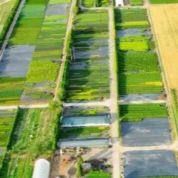vivero de árboles coníferos, caducifolios y plantas perennes