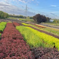 vivero de árboles coníferos, caducifolios y plantas perennes