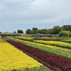 vivero de árboles coníferos, caducifolios y plantas perennes