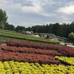 vivero de árboles coníferos, caducifolios y plantas perennes