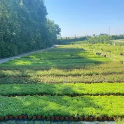 vivero de árboles coníferos, caducifolios y plantas perennes