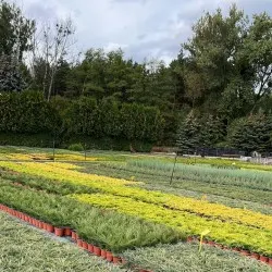 vivero de árboles coníferos, caducifolios y plantas perennes