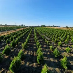 vivero de árboles coníferos, caducifolios y plantas perennes