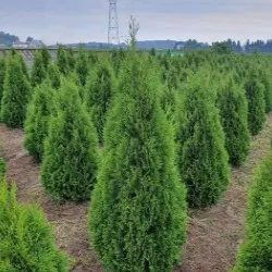 vivero de árboles coníferos, caducifolios y plantas perennes