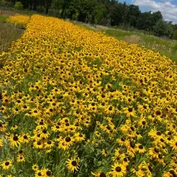 vivero de árboles coníferos, caducifolios y plantas perennes