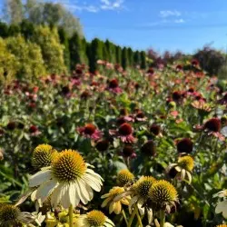 vivero de árboles coníferos, caducifolios y plantas perennes