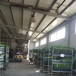 vivero de árboles coníferos, caducifolios y plantas perennes