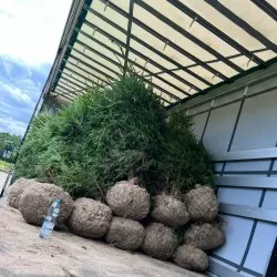 vivero de árboles coníferos, caducifolios y plantas perennes