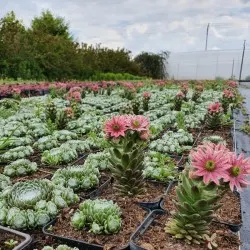 vivero de árboles coníferos, caducifolios y plantas perennes