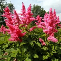 vivero de árboles coníferos, caducifolios y plantas perennes