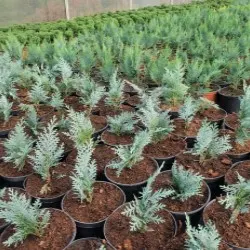 vivero de árboles coníferos, caducifolios y plantas perennes