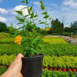 vivero de árboles coníferos, caducifolios y plantas perennes