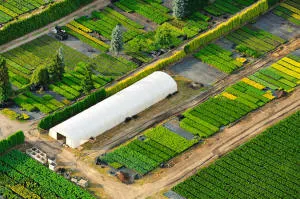 vivero de árboles coníferos, caducifolios y plantas perennes