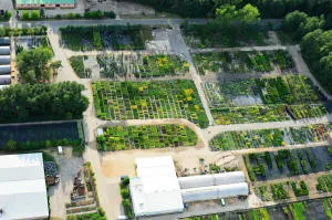 vivero de árboles coníferos, caducifolios y plantas perennes