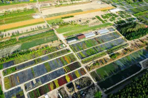 vivero de árboles coníferos, caducifolios y plantas perennes