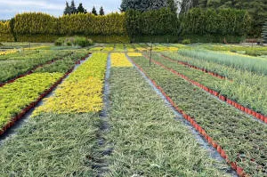 vivero de árboles coníferos, caducifolios y plantas perennes