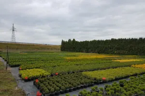 vivero de árboles coníferos, caducifolios y plantas perennes