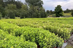 vivero de árboles coníferos, caducifolios y plantas perennes