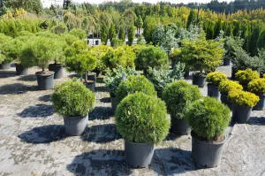 vivero de árboles coníferos, caducifolios y plantas perennes