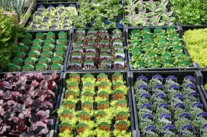 vivero de árboles coníferos, caducifolios y plantas perennes