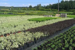 vivero de árboles coníferos, caducifolios y plantas perennes