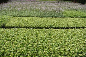 vivero de árboles coníferos, caducifolios y plantas perennes