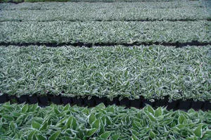 vivero de árboles coníferos, caducifolios y plantas perennes