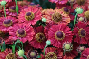 vivero de árboles coníferos, caducifolios y plantas perennes